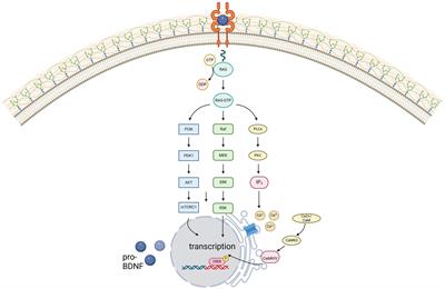 The relevance of BDNF for neuroprotection and neuroplasticity in multiple sclerosis